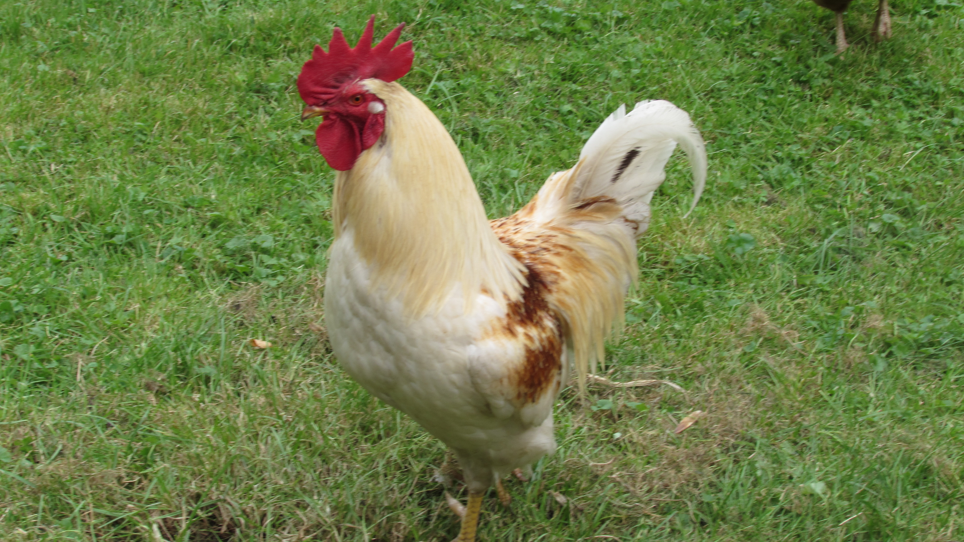 vv
